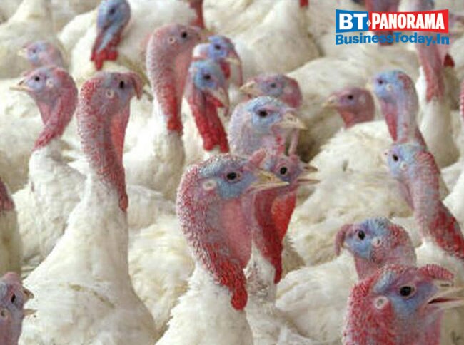 How severe is the Bird flu outbreak and can we deal with it?