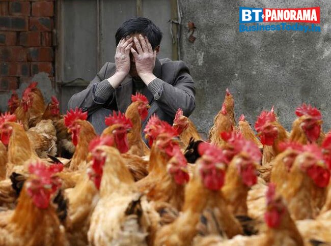 How severe is the Bird flu outbreak and can we deal with it?