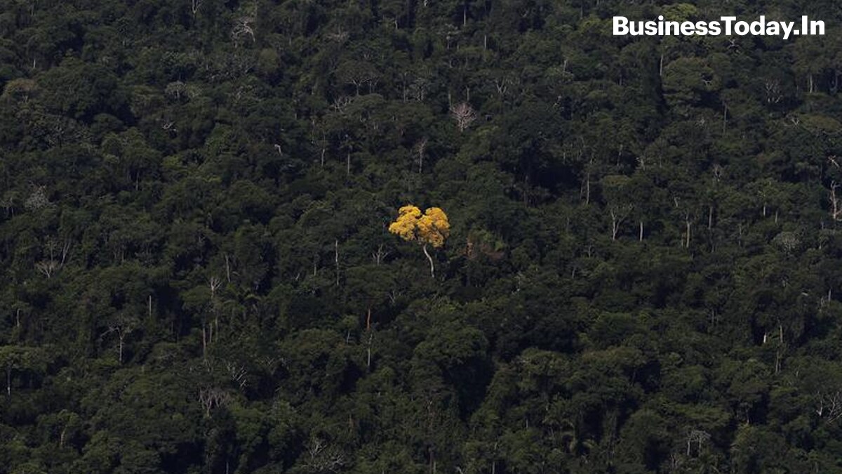 An ipe (lapacho) tree is seen in this aerial view of the Amazon rainforest near the city of Novo Progresso, Para State.
