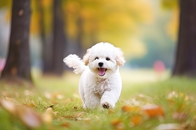 Bichon Breeze Bichon Breeze
