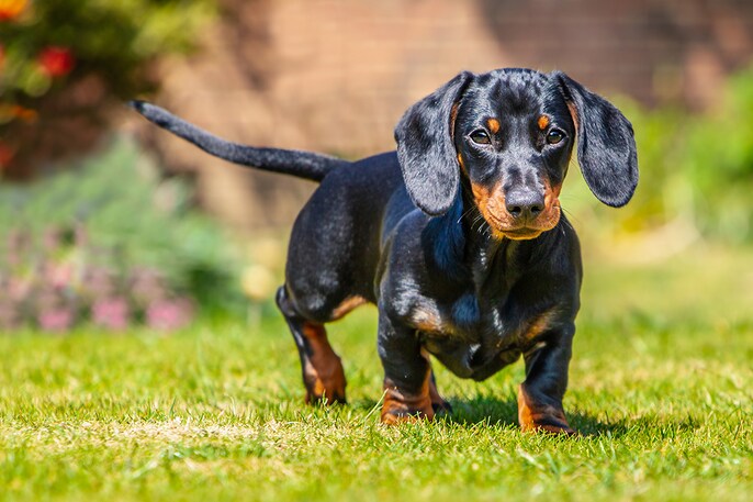 Dachshund Drama Dachshund Drama