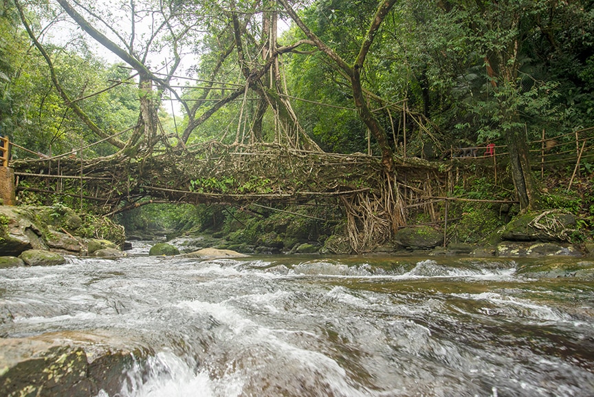 Root Bridges