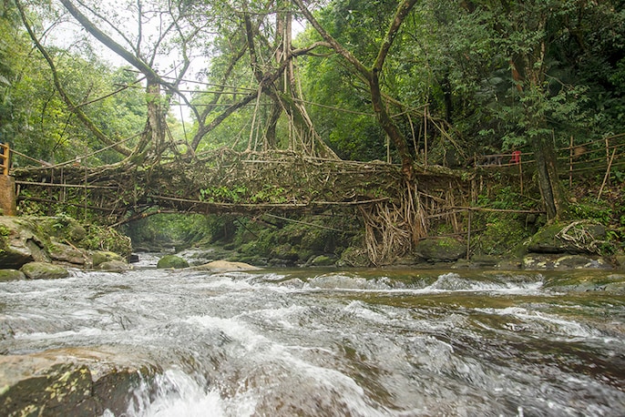Root Bridges Root Bridges