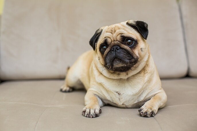 Pug Power Pug Power