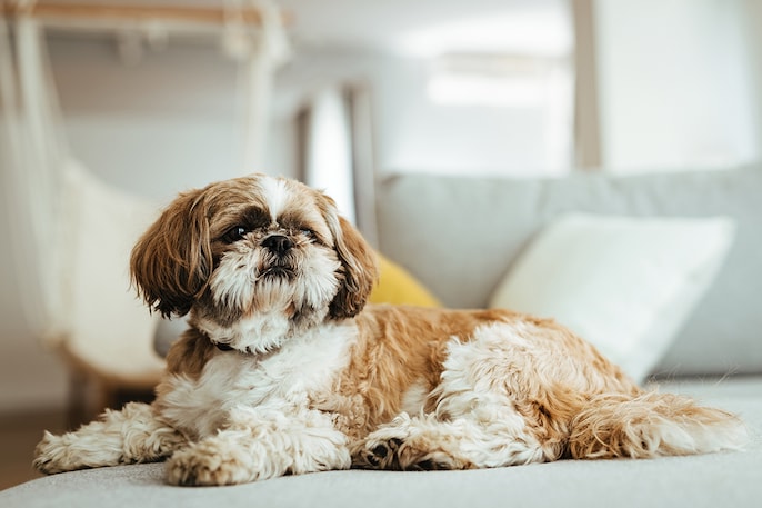 Shih Tzu Secret Shih Tzu Secret