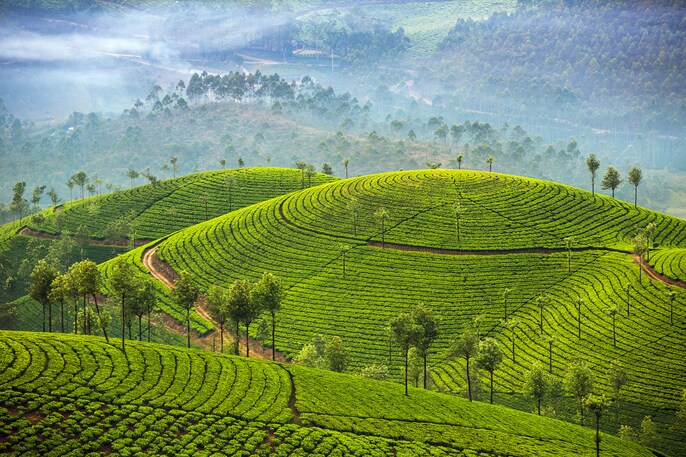 Tea Skies Tea Skies
