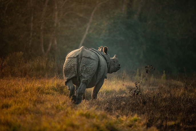 Rhino Realm Rhino Realm