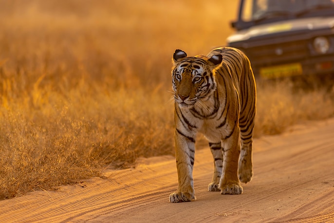 Tiger Canvas Tiger Canvas