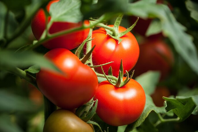 Tomato Protection Tomato Protection