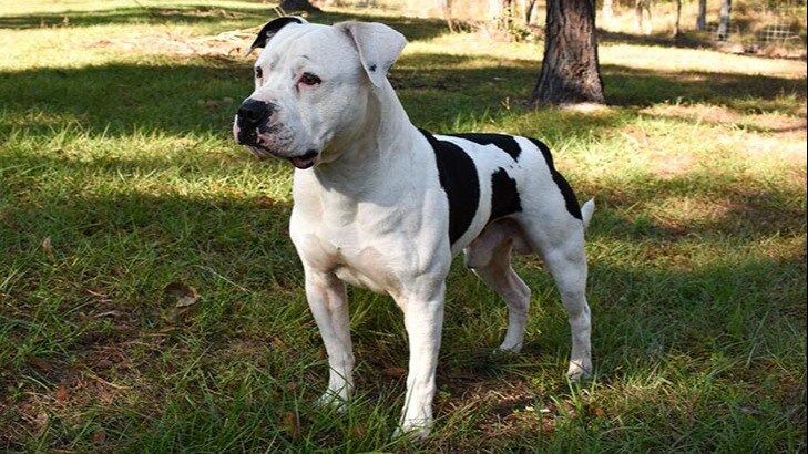 American bulldog attacks minor in Delhi