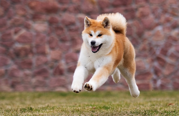 Hachiko’s Heir Hachiko’s Heir