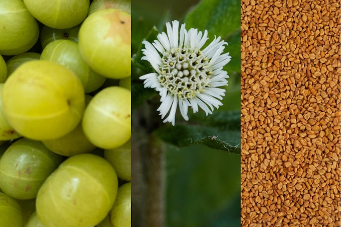 Herbal Trinity Herbal Trinity