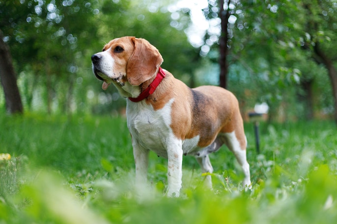 Beagle Spirit Beagle Spirit