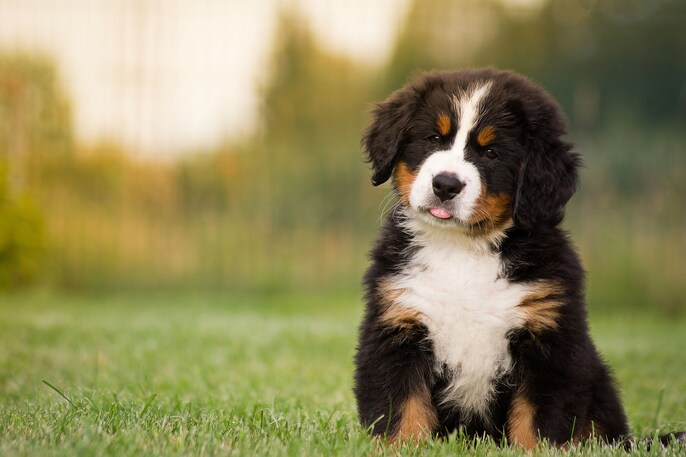Bernese Guardian Bernese Guardian