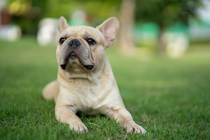 Bulldog Calm Bulldog Calm