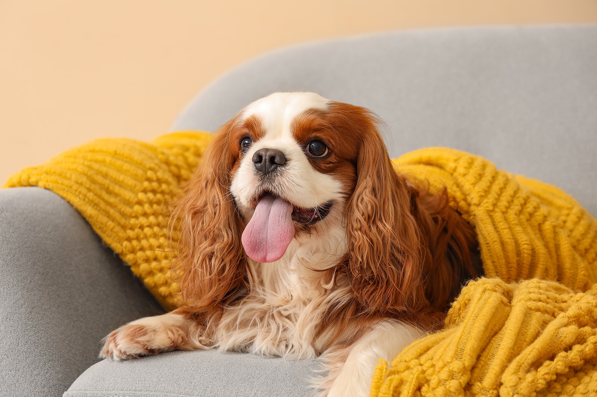 Cavalier Charm Cavalier Charm