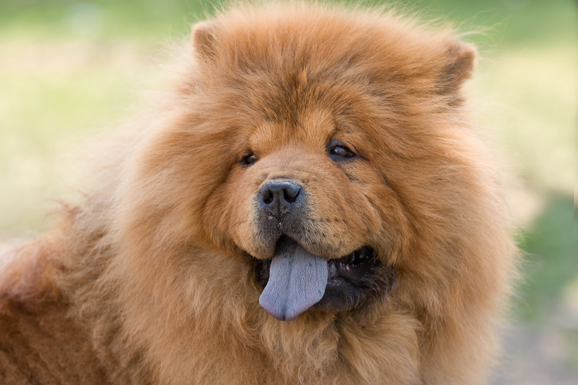 Fluffy Royalty Fluffy Royalty