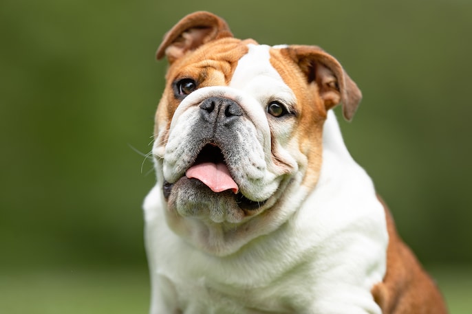 Wrinkled Charmer Wrinkled Charmer