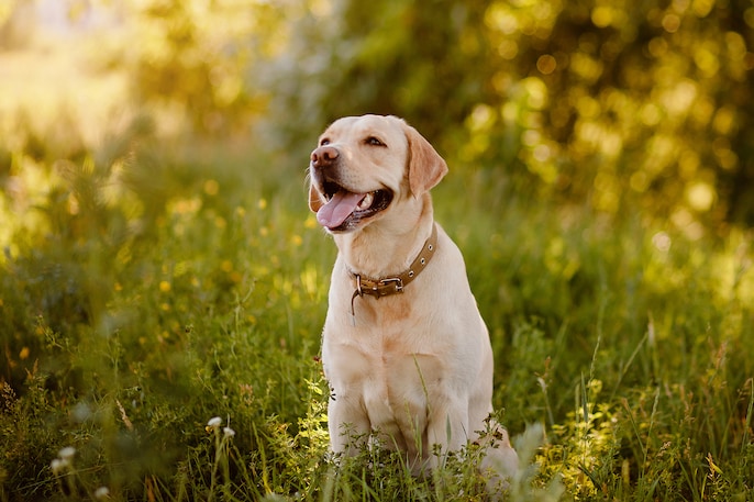 Labrador Love Labrador Love