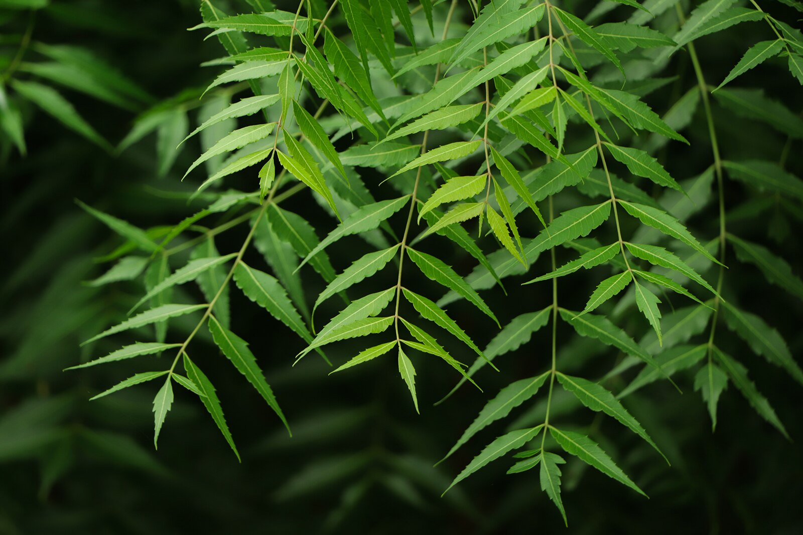Neem Power