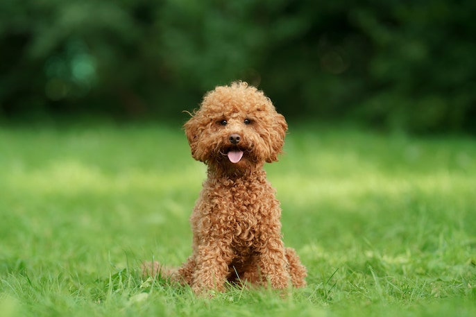 Poodle Brilliance Poodle Brilliance