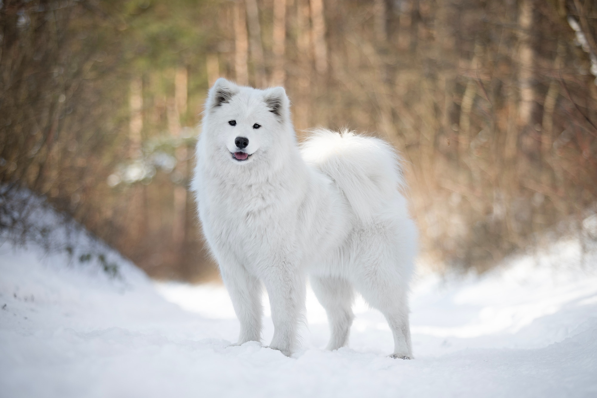 Smiling Snowball