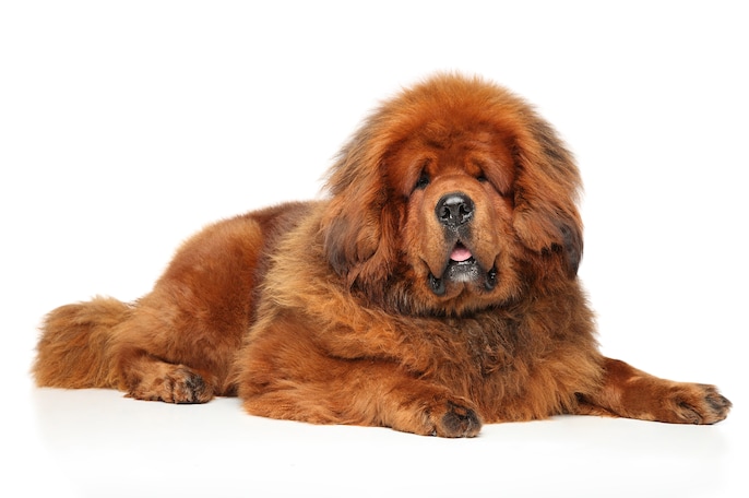 Lion Lookalike Lion Lookalike