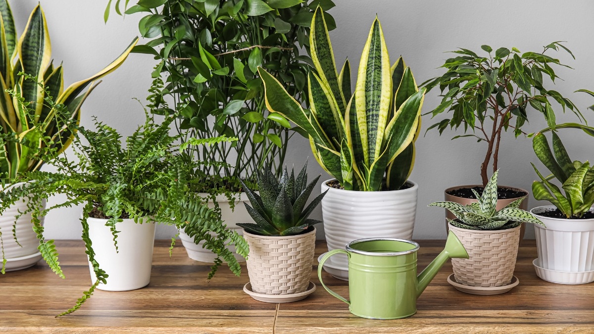 Instant Gratification: The fastest succulents for home gardeners