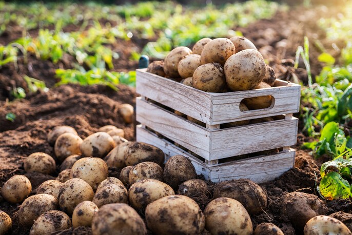 Potato Royalty Potato Royalty