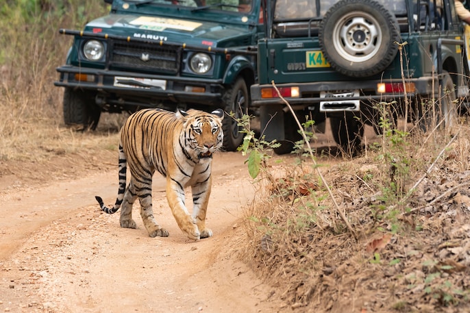 Tiger Silence Tiger Silence