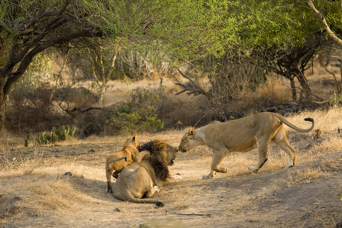 Lion Calm Lion Calm
