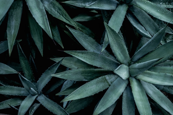 Agave Surprise Agave Surprise