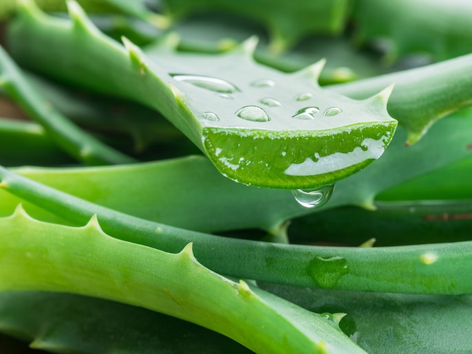 Aloe Takeover Aloe Takeover
