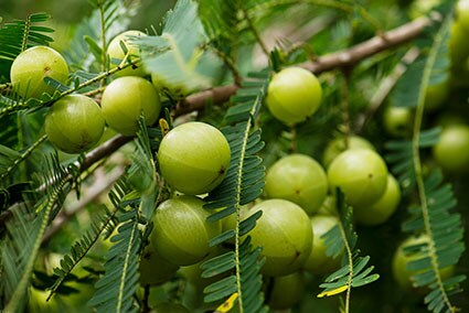 Amla Revival Amla Revival
