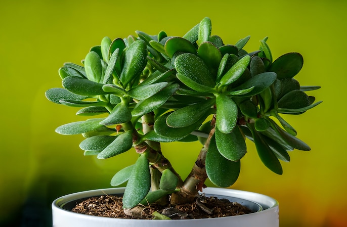 Crassula Crowd Crassula Crowd