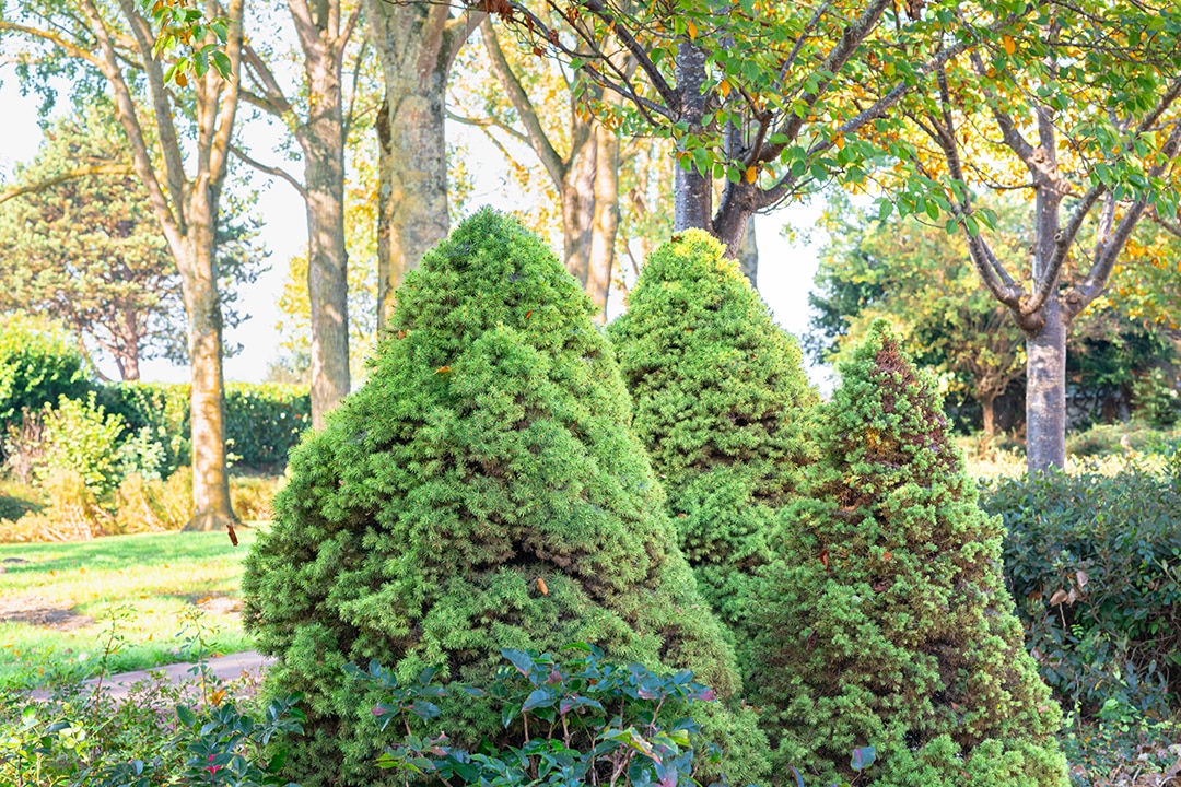 Evergreen Alternative