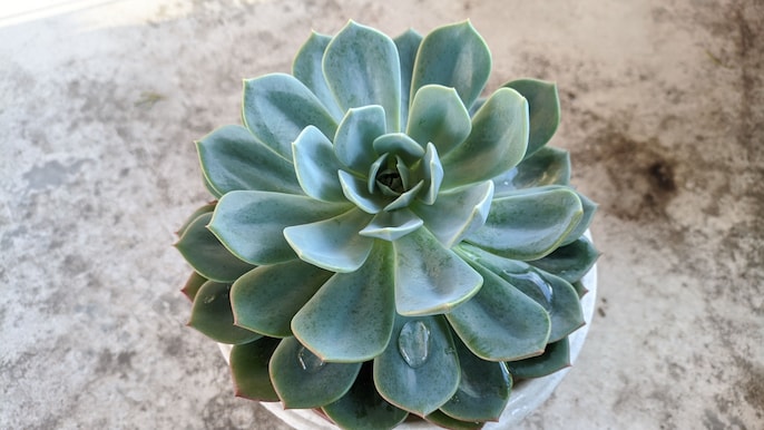 Rosette Boom Rosette Boom