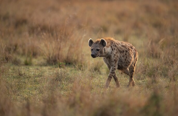 Hyena cleanup Hyena cleanup