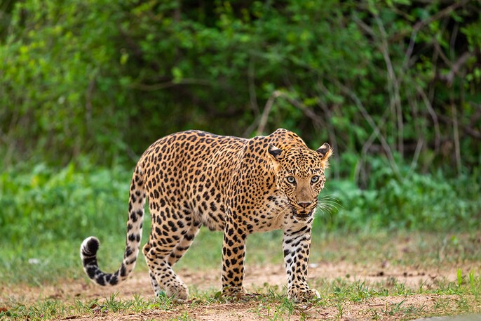 Leopard shadow Leopard shadow