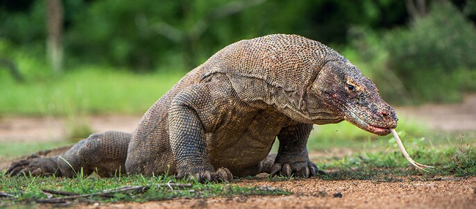 Lizard patrol Lizard patrol
