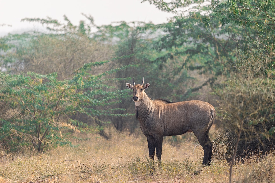 Nilgai dominance