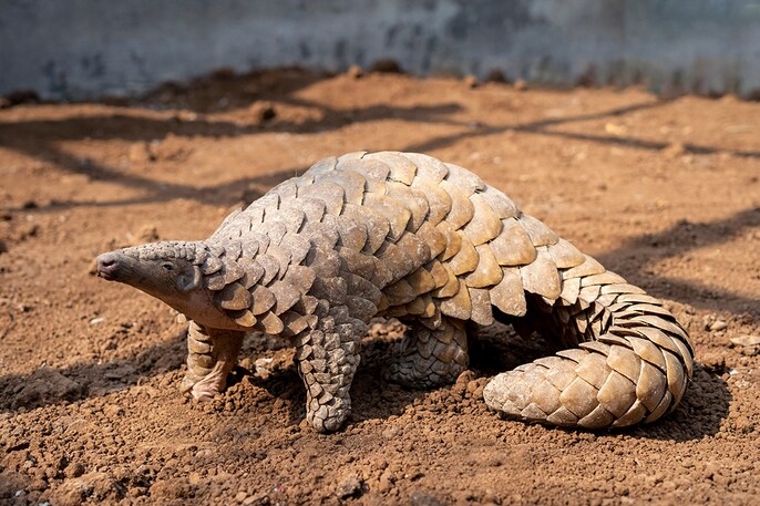 Scaled survivor Scaled survivor