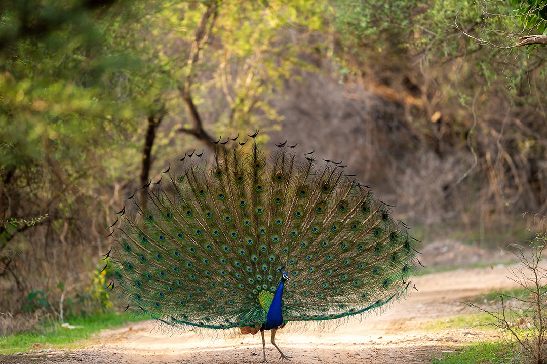 Peacock drama