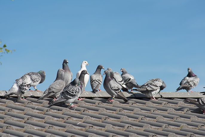 Citywide Flock Citywide Flock