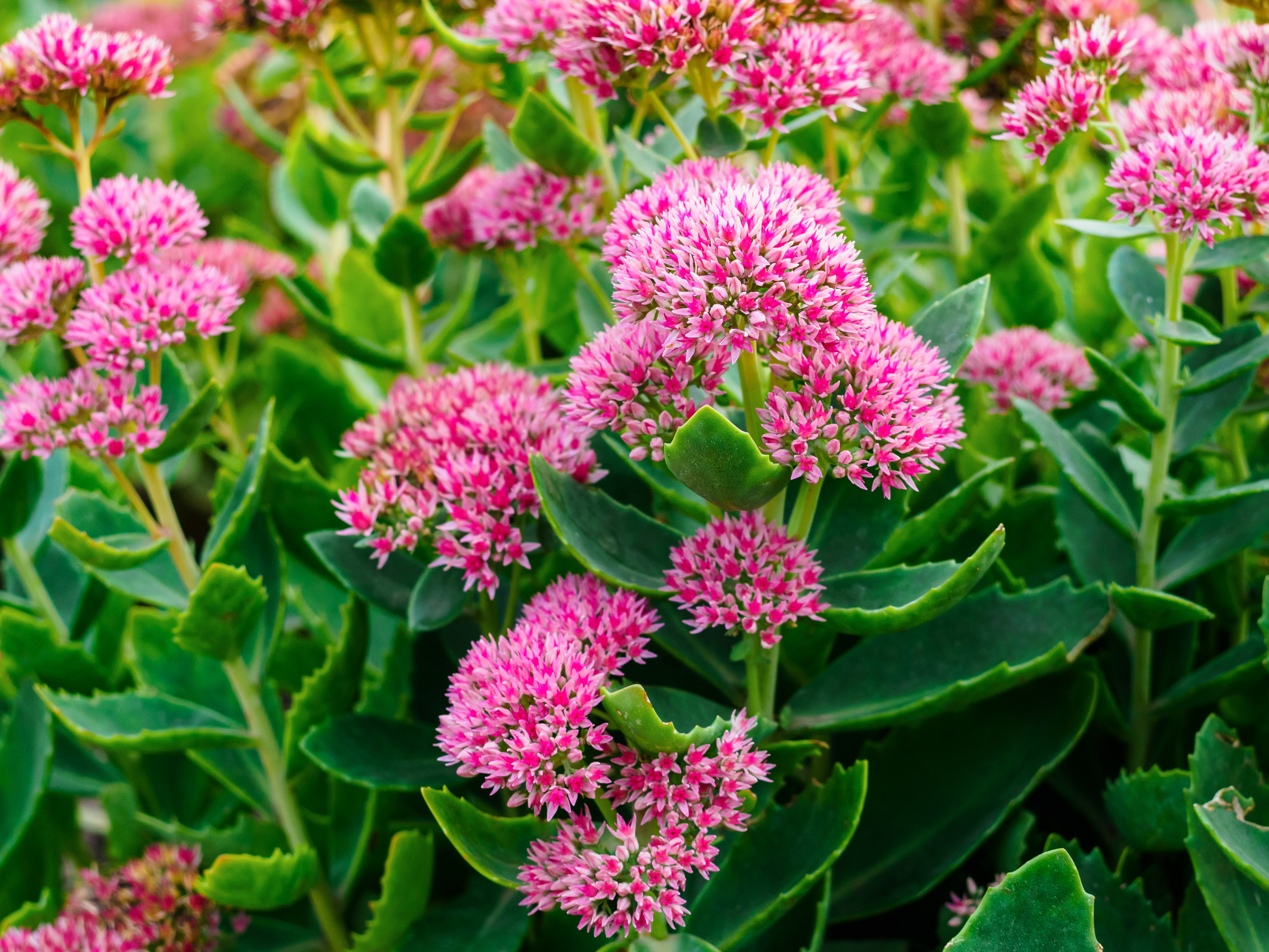 Sedum Spread