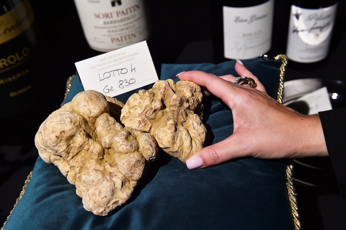 Truffle Frenzy Truffle Frenzy
