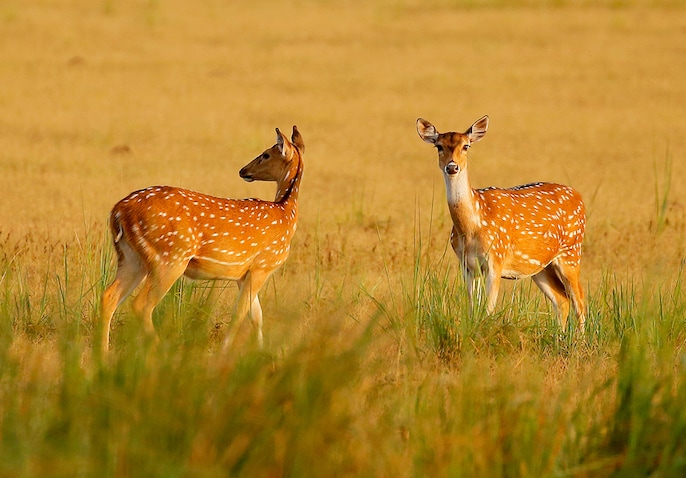 Prey Abundance Prey Abundance