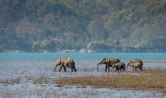 Elephant Kingdom Elephant Kingdom