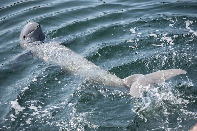 Dolphin Watch Dolphin Watch