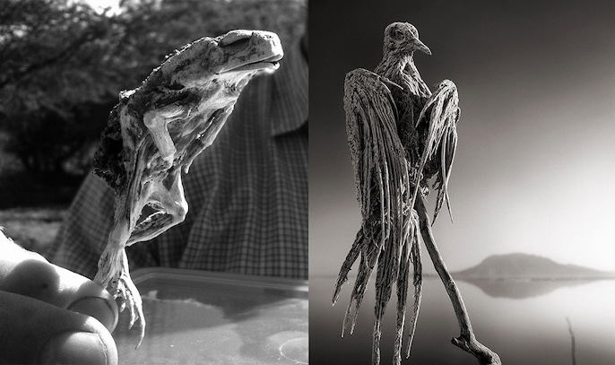 Slow Death Slow Death
